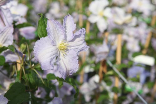 [CLBANGEL] Clematis 'Blue Angel'