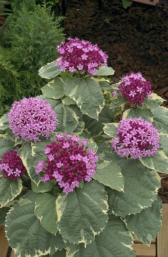 [CLBPDIAM] Clerodendrum bungei 'Pink Diamond'