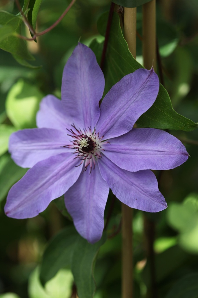 [CLBRAVIN] Clematis 'Blue Ravine'