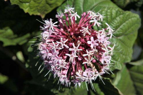 [CLBUNGEI] Clerodendrum bungei