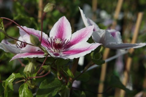 [CLCARNAB] Clematis 'Carnaby'