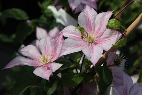 [CLCAROLI] Clematis 'Caroline'