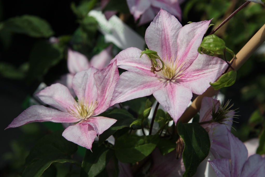 [CLCAROLI] Clematis 'Caroline'