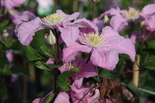 [CLCBOUCH] Clematis 'Comtesse de Bouchaud'