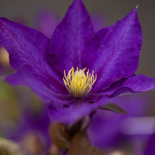 [CLDDERON] Clematis 'Daniel Deronda'