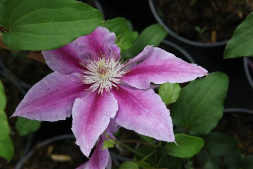 [CLDRUPPE] Clematis 'Dr Ruppel'
