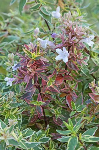 [ABGSSILV] Abelia grandiflora SPARKLING SILVER
