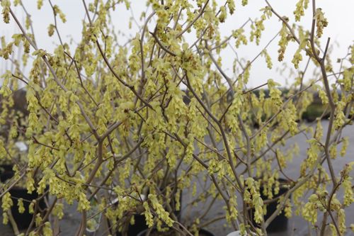 [COSPICAT] Corylopsis spicata