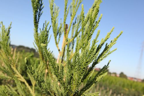 [CRJCRIST] Cryptomeria japonica 'Cristata'