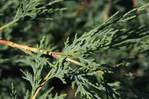 [CULEYLAN] Cupressocyparis leylandii