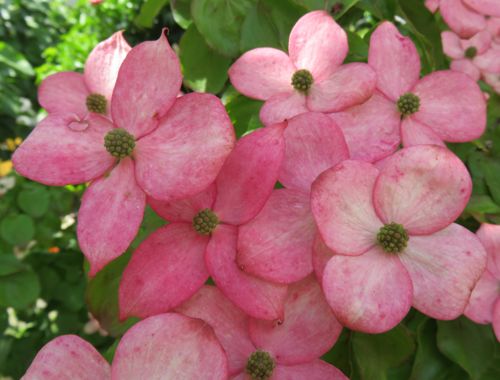 COXSPINK