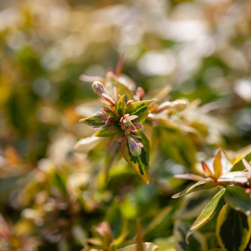 [ABKALEID] Abelia 'Kaleidoscope' (PBR)