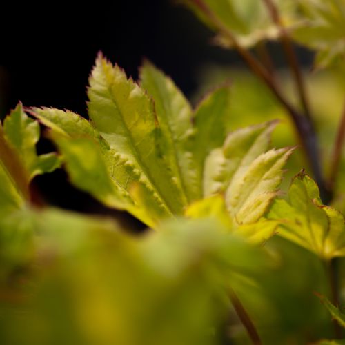 [ACSAUREU] Acer shirasawanum 'Aureum'