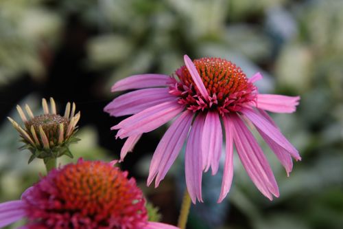[ECCCUPCA] Echinacea purpurea 'Cranberry Cupcake' (PBR)