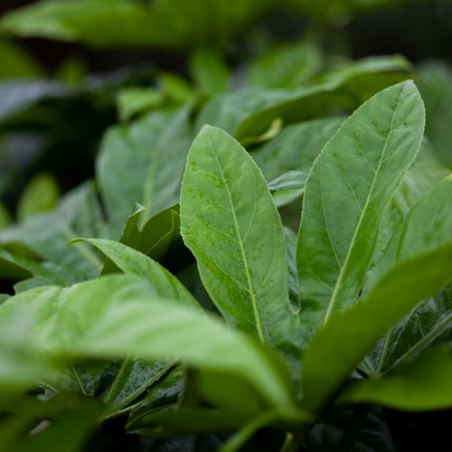 [FAJAPONI] Fatsia japonica
