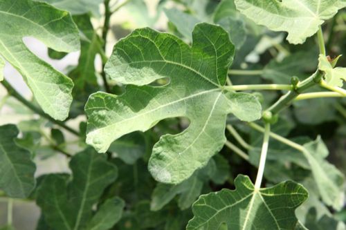 [FICBTURK] Ficus carica 'Brown Turkey'