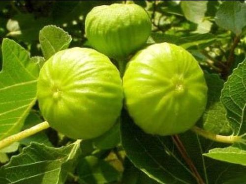 [FICNAZAR] Ficus carica 'Nazareth'