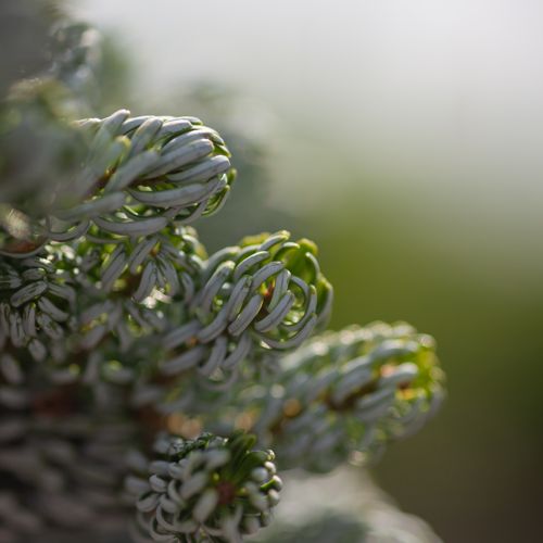 [ABKKICEB] Abies koreana 'Kohout's Icebreaker' (PBR)