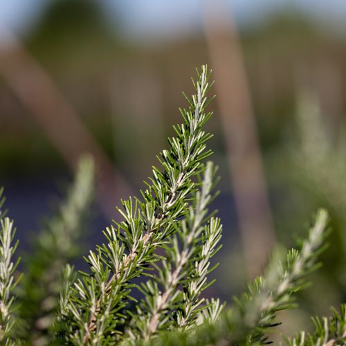[ROOPROST] Rosmarinus officinalis 'Prostratus'