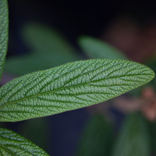[VIRHOLLA] Viburnum rhytidophyllum 'Holland'