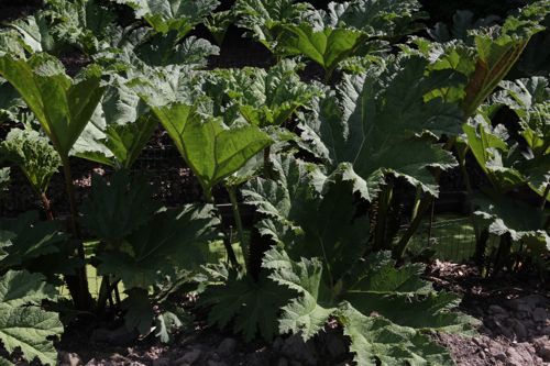 GUMANICA