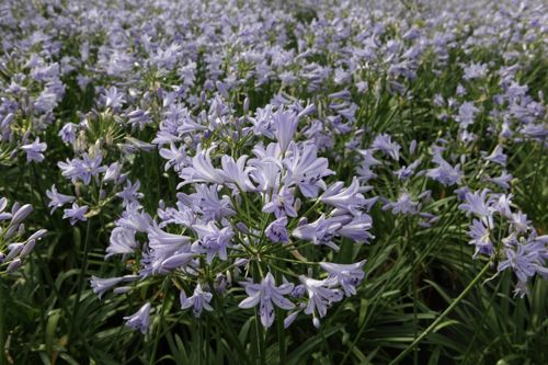 [AGBLUEST] Agapanthus BLUESTORM (PBR)