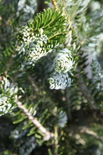 [ABKSILBE] Abies koreana 'Silberlocke'
