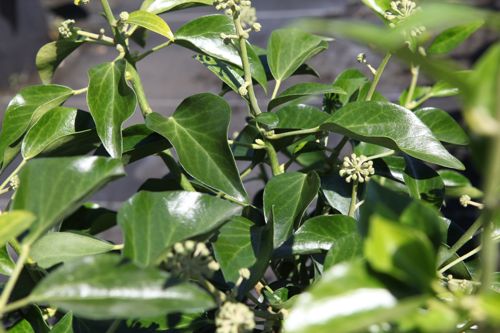 [HEHARBOR] Hedera helix 'Arborescens'