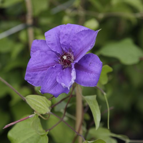 [CLRAMONA] Clematis 'Ramona'