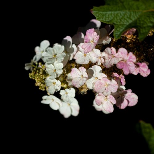 [HYQGMOON] Hydrangea quercifolia Proven Winners® GATSBY MOON® (PBR)