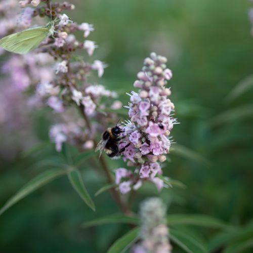 [VIACGPIN] Vitex agnus-castus First Editions® 'Galactic Pink®'