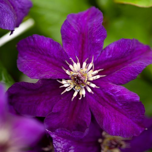 [CLHBIRTH] Clematis HAPPY BIRTHDAY (PBR)