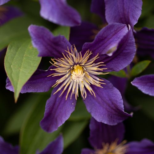 [CLHRIVER] Clematis HUDSON RIVER (PBR)