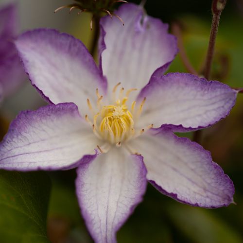 [CLLCHARM] Clematis LUCKY CHARM (PBR)