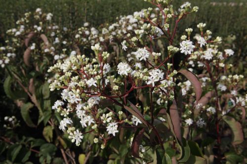[HEMICONI] Heptacodium miconioides