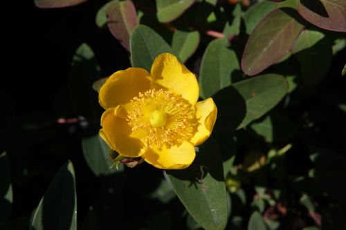 [HYDPDUMM] Hypericum dummeri 'Peter Dummer'