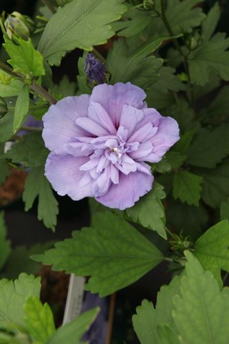 [HISBCHIF] Hibiscus syriacus BLUE CHIFFON (PBR)