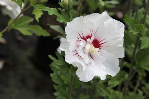 [HISFPOIN] Hibiscus syriacus FRENCH POINT® (PBR)
