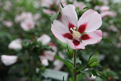 [HISHAMAB] Hibiscus syriacus 'Hamabo'