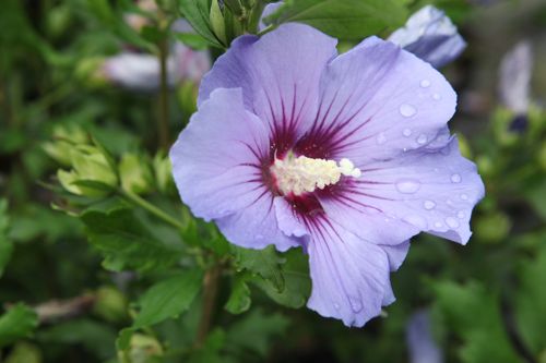 [HISOBLEU] Hibiscus syriacus 'Oiseau Bleu'
