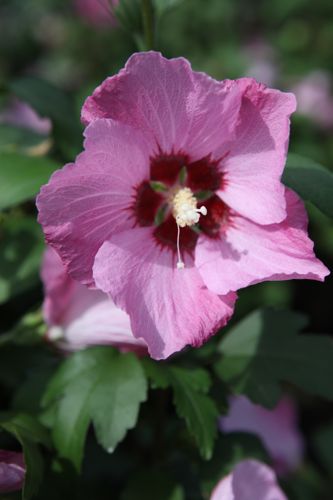 [HISPGIAN] Hibiscus syriacus 'Pink Giant'