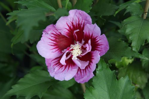 [HISFTPUR] Hibiscus syriacus Flower Tower® PURPLE (PBR)