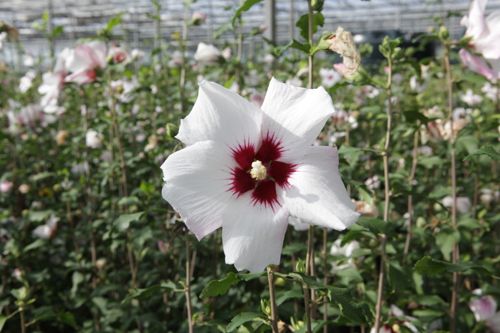 [HISSHINT] Hibiscus syriacus 'Shintaeyang'