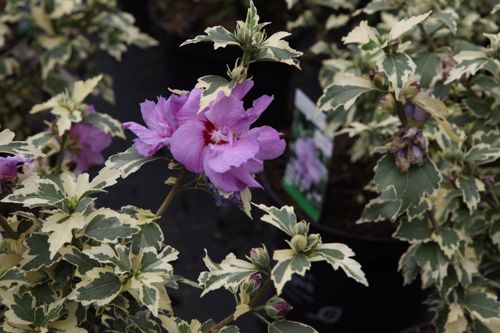 [HISSRUFF] Hibiscus syriacus First Editions® 'Summer Ruffle'