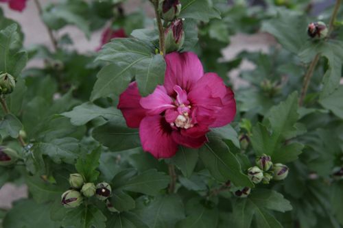 [HISSSUNS] Hibiscus syriacus SUMMER SUNSET