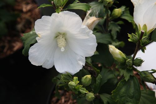 HISTALBU