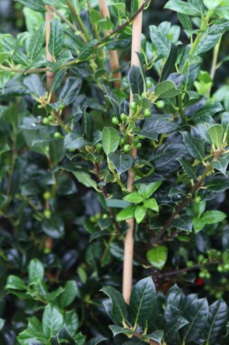 [ILAJTOL] Ilex aquifolium 'J.C. van Tol'