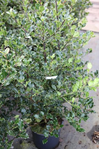[ILAQUIFO] Ilex aquifolium