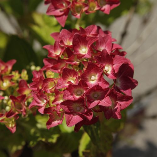 [HYMAGSHA] Hydrangea macrophylla 'AB Green Shadow' (PBR)