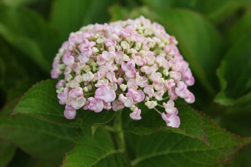 [HYMAYESH] Hydrangea macrophylla 'Ayesha'